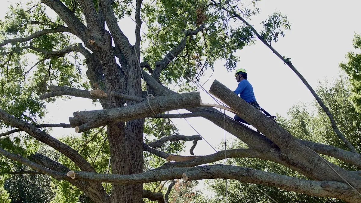 Professional Crown Thinning performed by certified arborists in Canton
